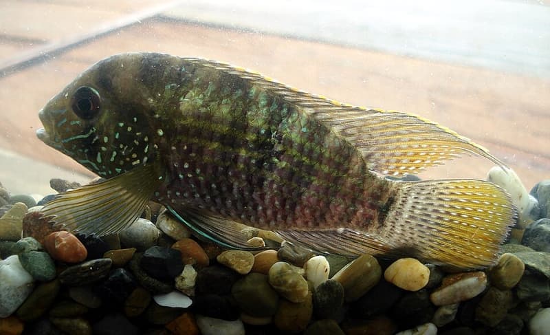 Platinum Acara (Andinoacara latifrons) — photo 1 of 2