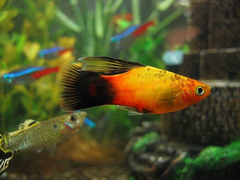 Platy (Xiphophorus maculatus) — photo 1 of 5