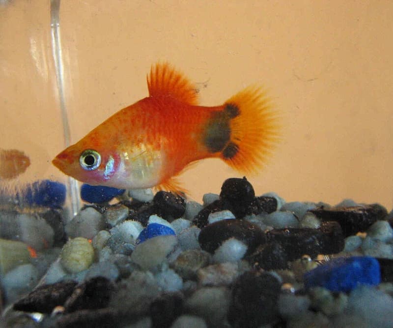 Platy (Xiphophorus maculatus) — photo 2 of 5