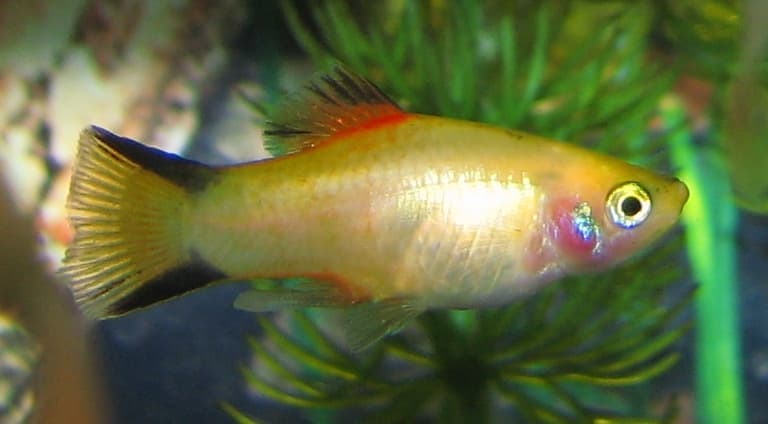 Platy (Xiphophorus maculatus) — photo 3 of 5
