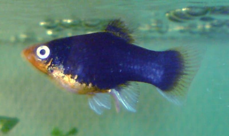 Platy (Xiphophorus maculatus) — photo 4 of 5