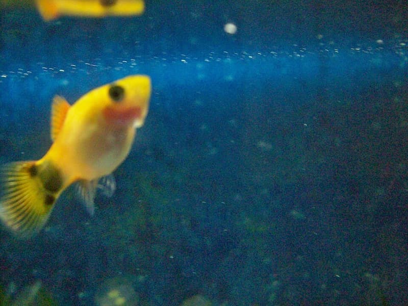 Platy (Xiphophorus maculatus) — photo 5 of 5