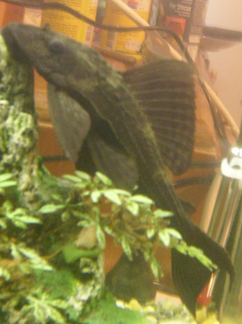 Common Pleco (Hypostomus plecostomus) — photo 2 of 5