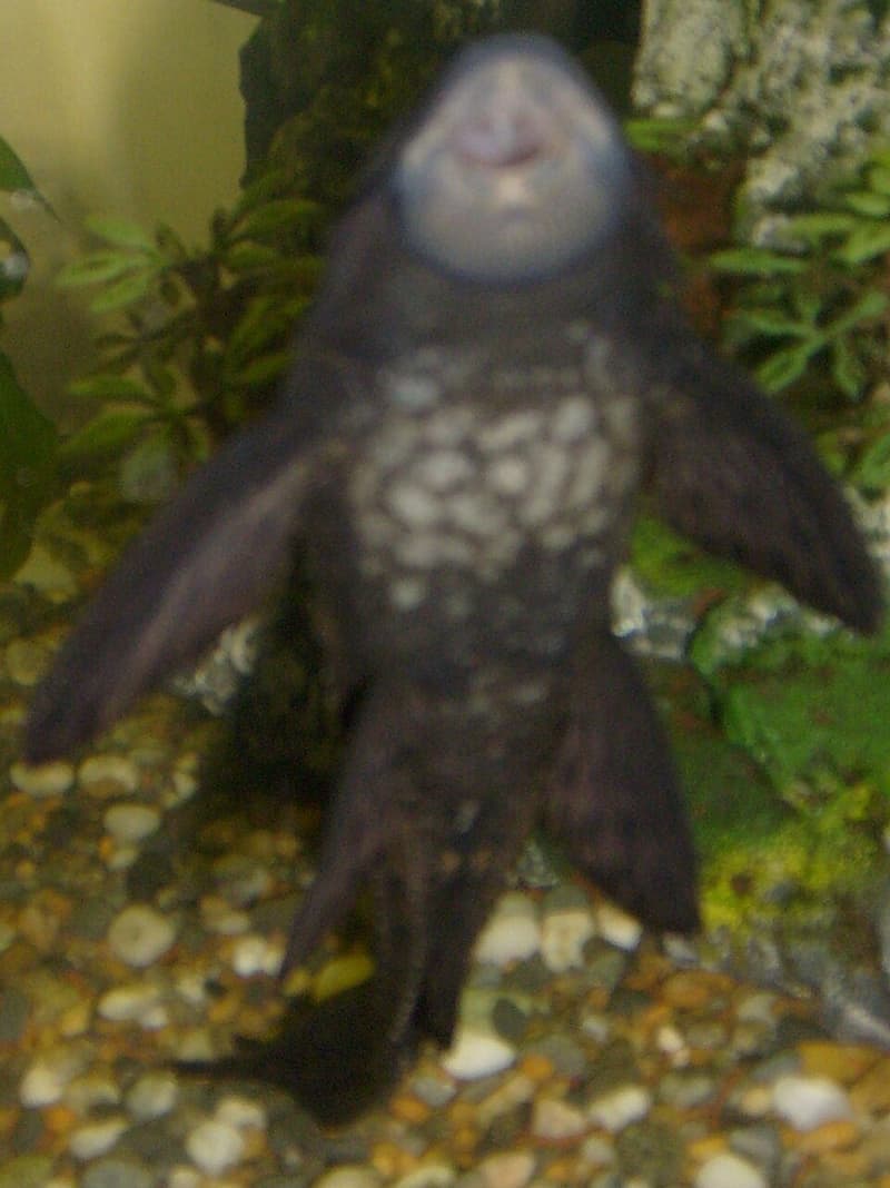Common Pleco (Hypostomus plecostomus) — photo 3 of 5