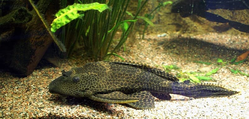 Common Pleco (Hypostomus plecostomus) — photo 4 of 5