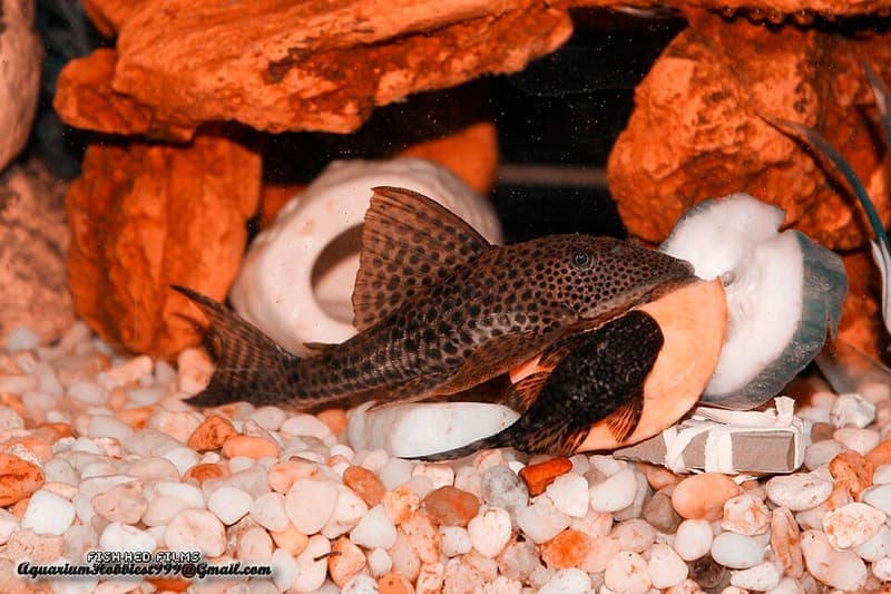 Common Pleco (Hypostomus plecostomus) — photo 5 of 5