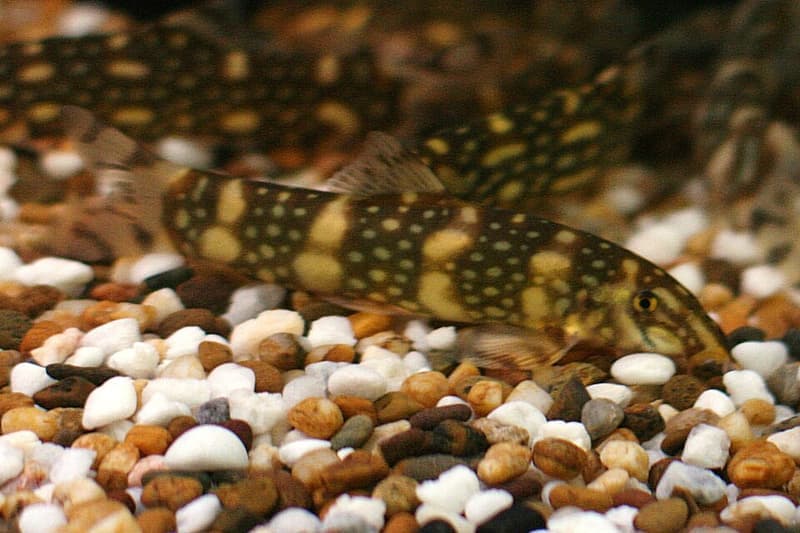 Polka-dot Loach (Botia kubotai) — photo 1 of 3