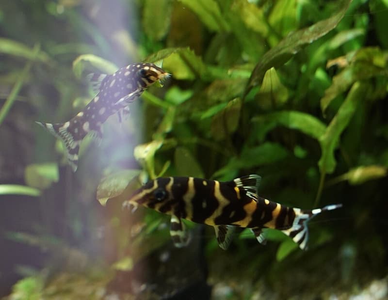 Polka-dot Loach (Botia kubotai) — photo 3 of 3