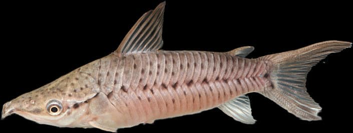 Porthole Catfish (Dianema longibarbis) — photo 1 of 2