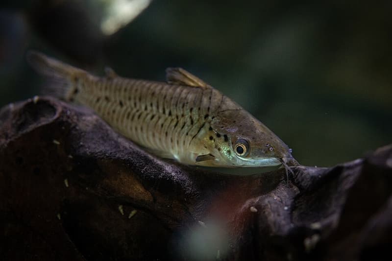 Porthole Catfish (Dianema longibarbis) — photo 2 of 2