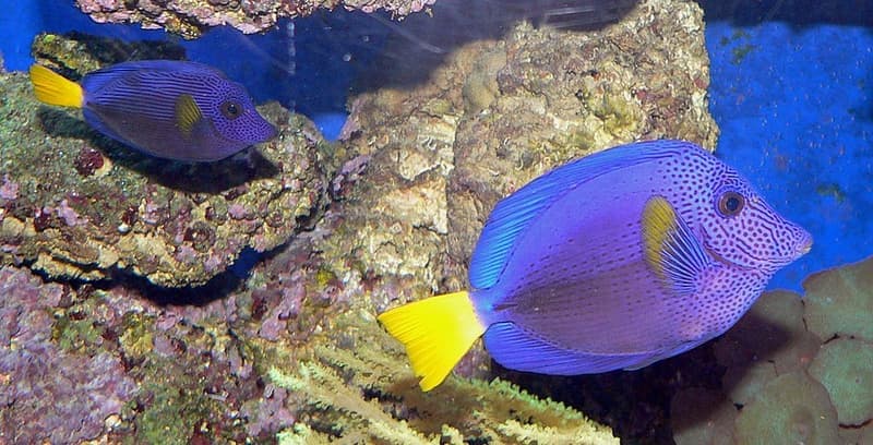 Purple Tang (Zebrasoma xanthurum) — photo 1 of 5