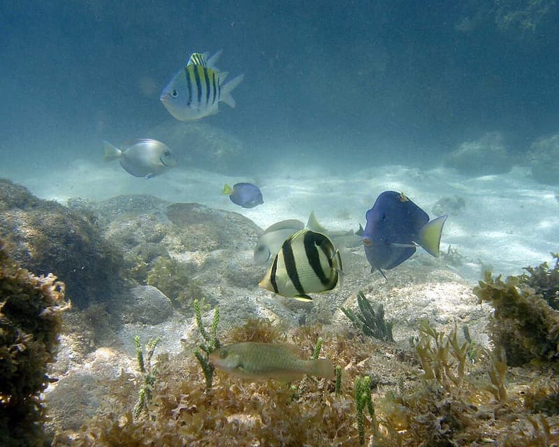 Purple Tang (Zebrasoma xanthurum) — photo 2 of 5