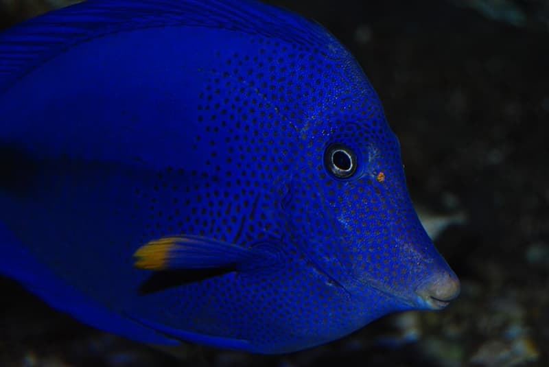 Purple Tang (Zebrasoma xanthurum) — photo 3 of 5
