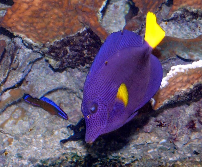 Purple Tang (Zebrasoma xanthurum) — photo 4 of 5