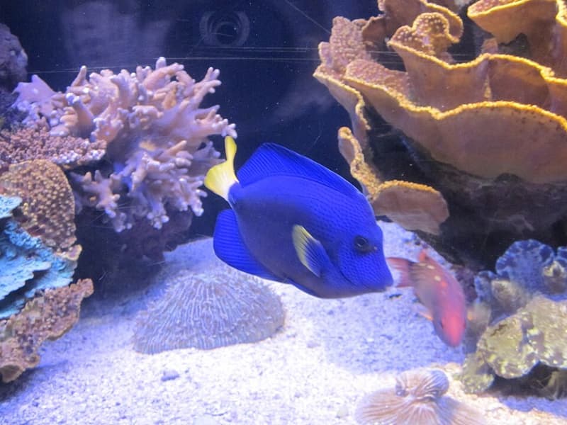 Purple Tang (Zebrasoma xanthurum) — photo 5 of 5