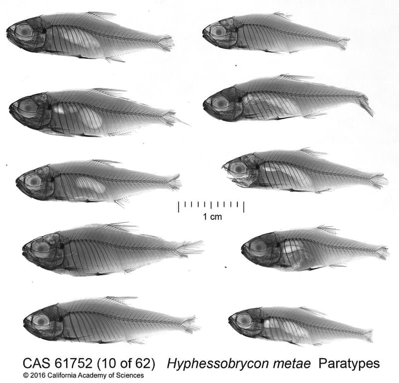 Purple Tetra (Hyphessobrycon metae) — photo 2 of 3