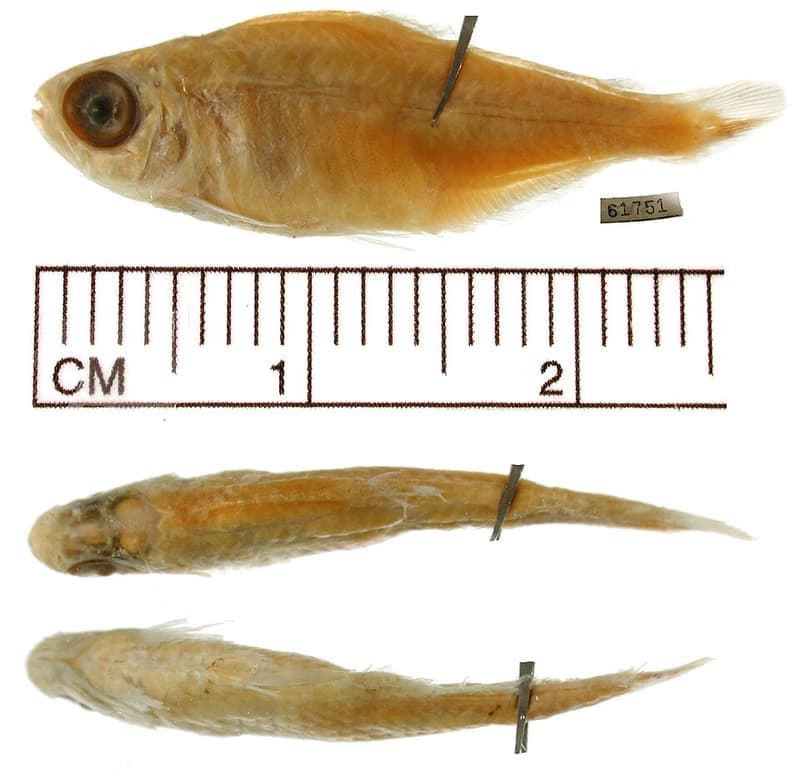 Purple Tetra (Hyphessobrycon metae) — photo 3 of 3