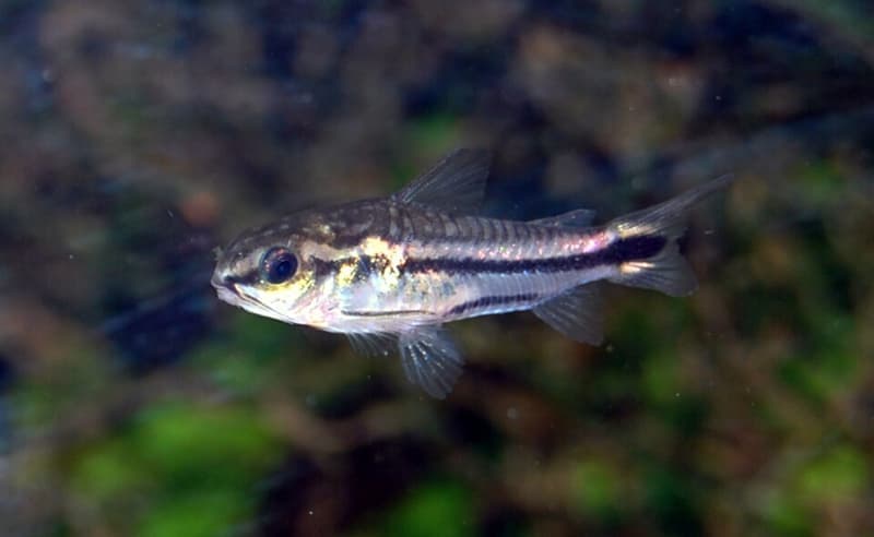 Pygmy Corydoras (Corydoras pygmaeus) — photo 1 of 5