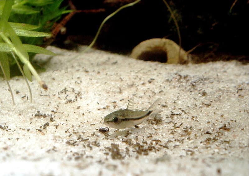 Pygmy Corydoras (Corydoras pygmaeus) — photo 2 of 5