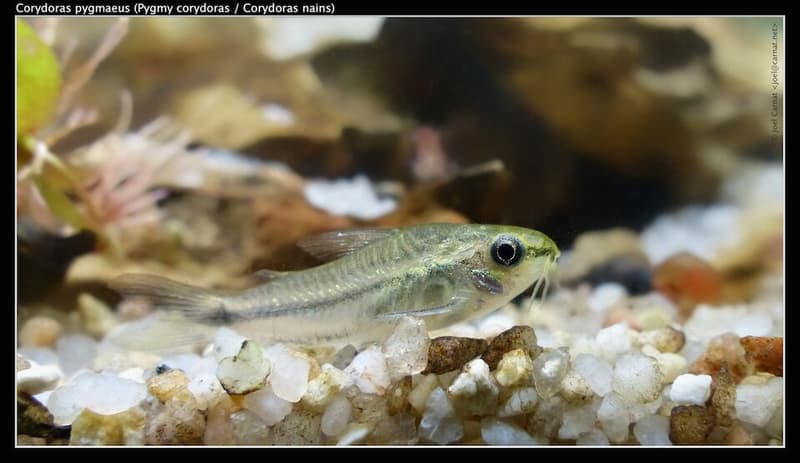 Pygmy Corydoras (Corydoras pygmaeus) — photo 3 of 5