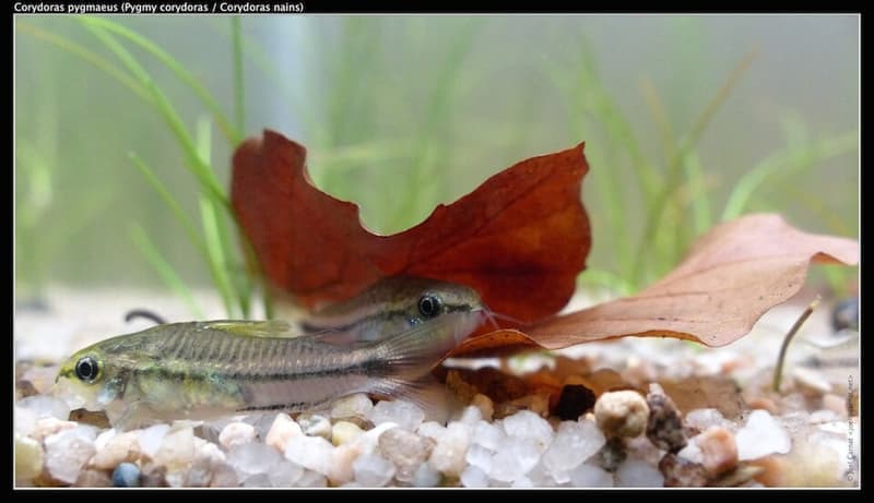 Pygmy Corydoras (Corydoras pygmaeus) — photo 4 of 5