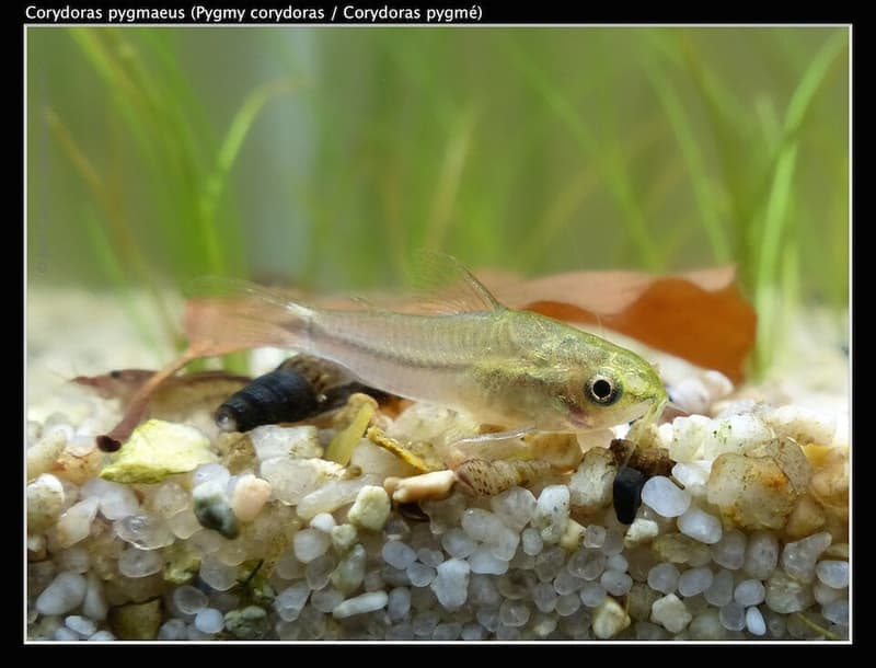 Pygmy Corydoras (Corydoras pygmaeus) — photo 5 of 5