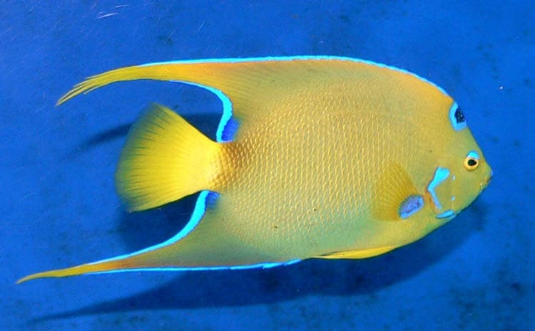 Queen Angelfish (Holacanthus ciliaris) — photo 1 of 5