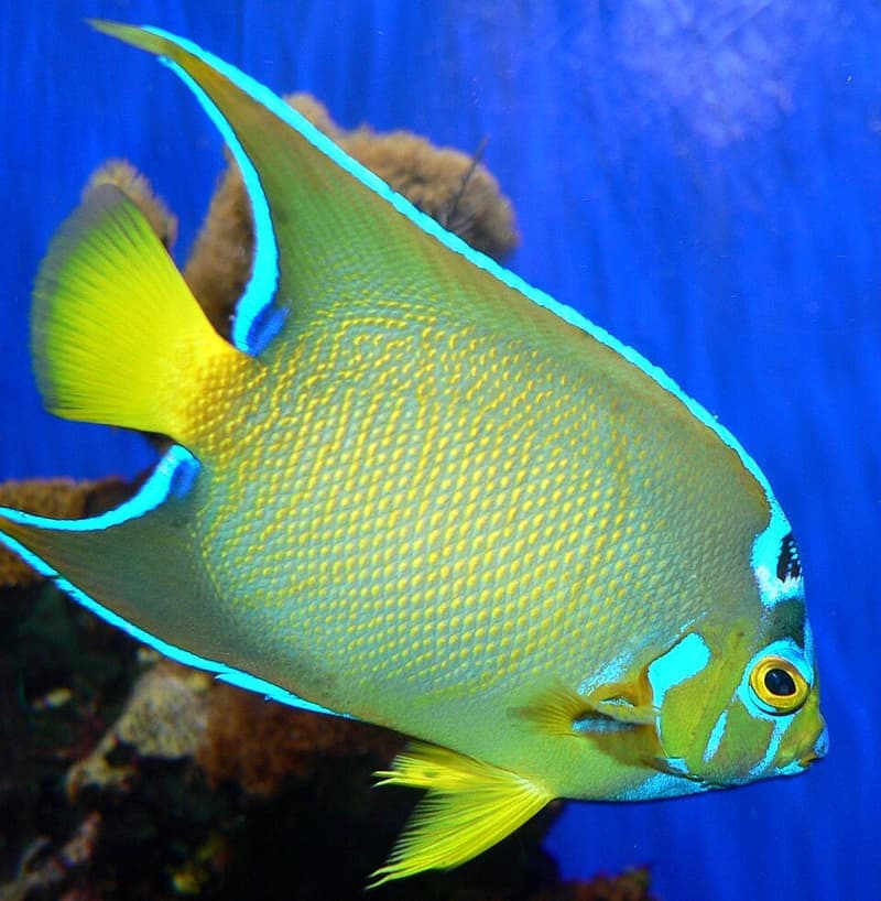 Queen Angelfish (Holacanthus ciliaris) — photo 2 of 5
