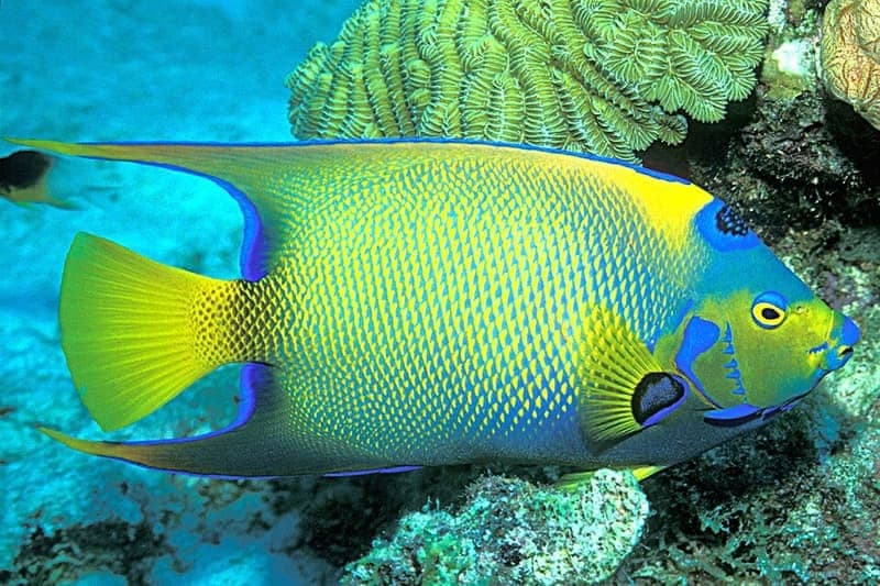 Queen Angelfish (Holacanthus ciliaris) — photo 3 of 5