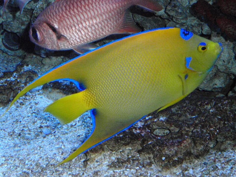 Queen Angelfish (Holacanthus ciliaris) — photo 4 of 5