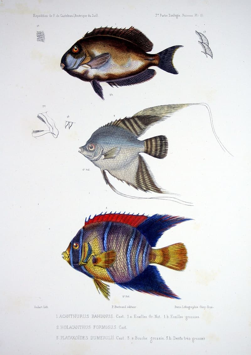 Queen Angelfish (Holacanthus ciliaris) — photo 5 of 5