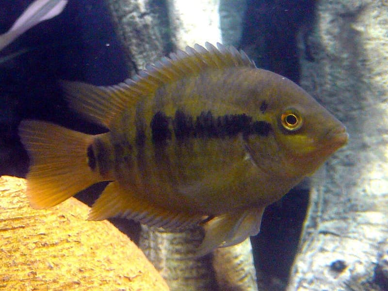Rainbow Cichlid (Archocentrus multispinosus) — photo 1 of 5