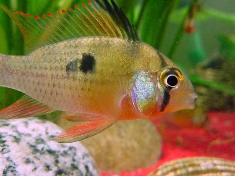 Rainbow Cichlid (Archocentrus multispinosus) — photo 2 of 5