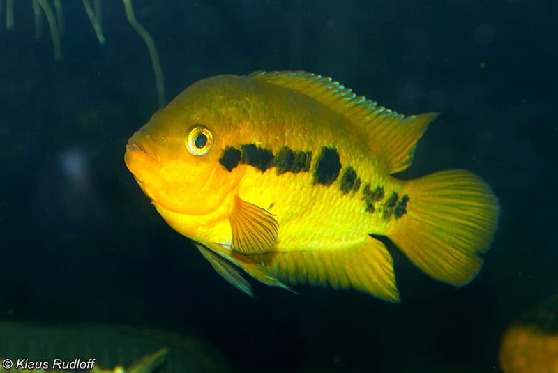 Rainbow Cichlid (Archocentrus multispinosus) — photo 3 of 5