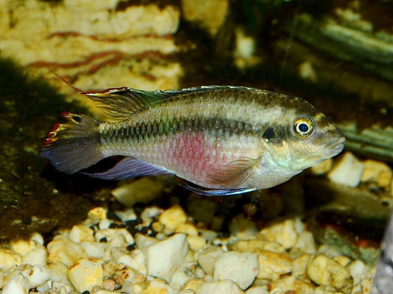 Rainbow Cichlid (Archocentrus multispinosus) — photo 4 of 5
