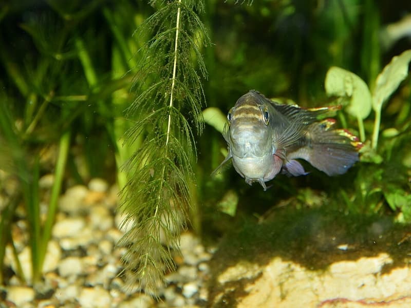 Rainbow Cichlid (Archocentrus multispinosus) — photo 5 of 5