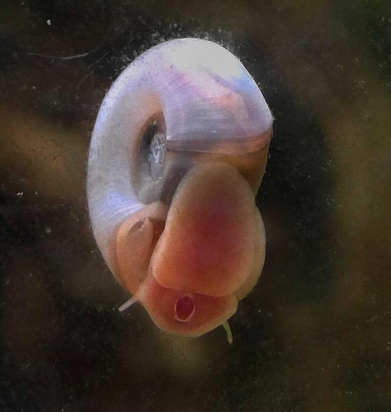 Ramshorn Snail (Planorbella duryi) — photo 1 of 5