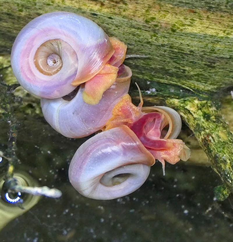 Ramshorn Snail (Planorbella duryi) — photo 2 of 5