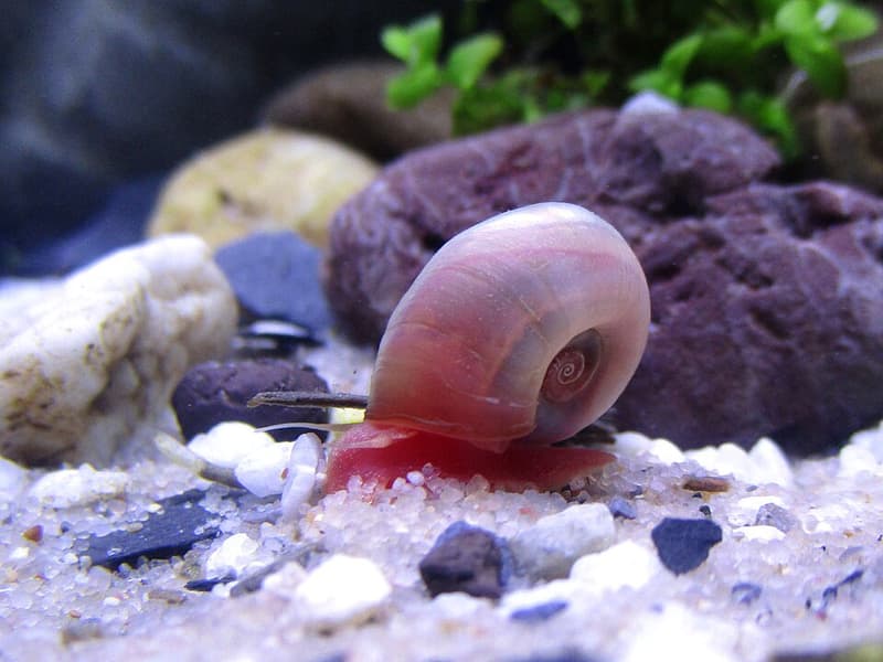 Ramshorn Snail (Planorbella duryi) — photo 3 of 5