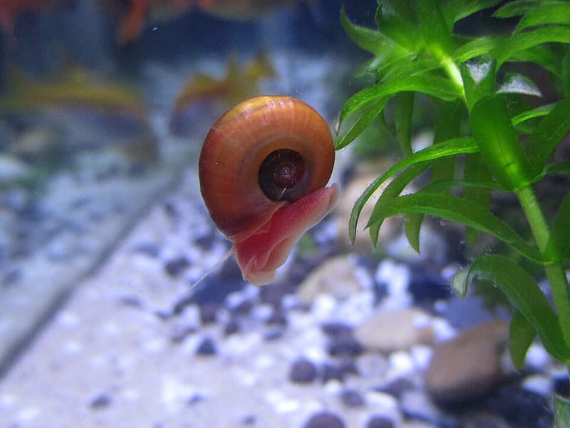 Ramshorn Snail (Planorbella duryi) — photo 4 of 5