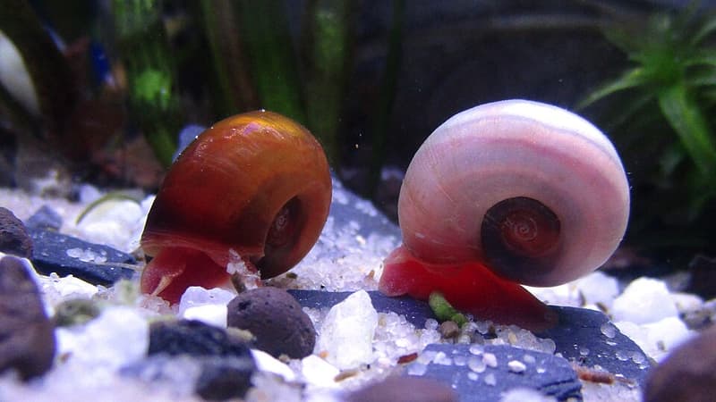 Ramshorn Snail (Planorbella duryi) — photo 5 of 5