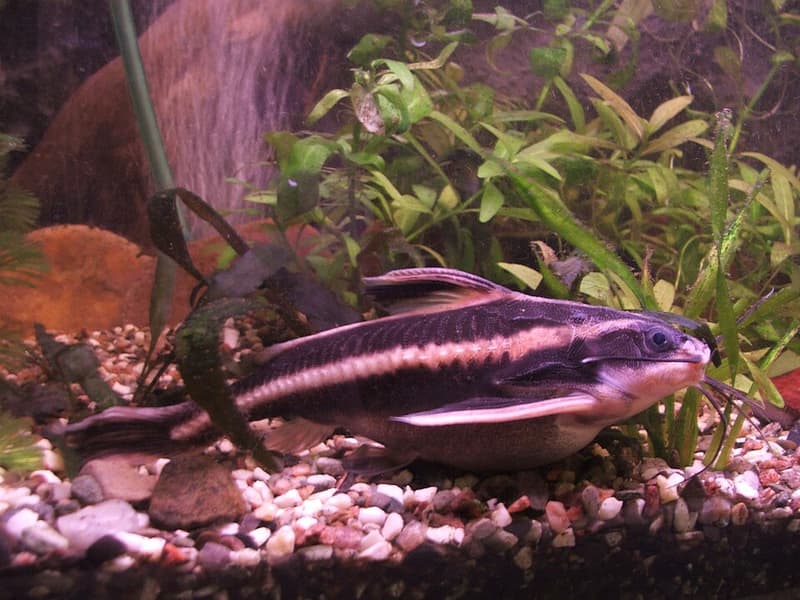 Striped Raphael Catfish (Platydoras armatulus) — photo 1 of 5