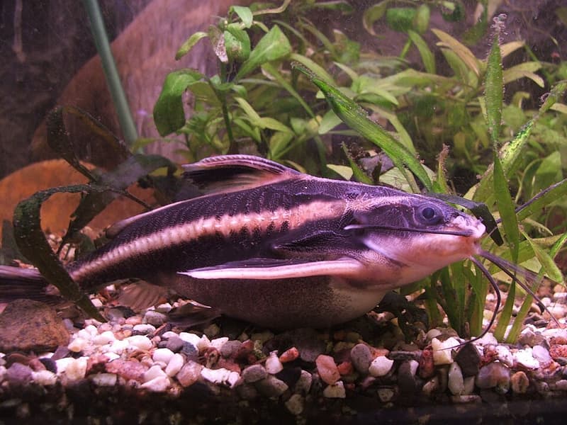 Striped Raphael Catfish (Platydoras armatulus) — photo 2 of 5
