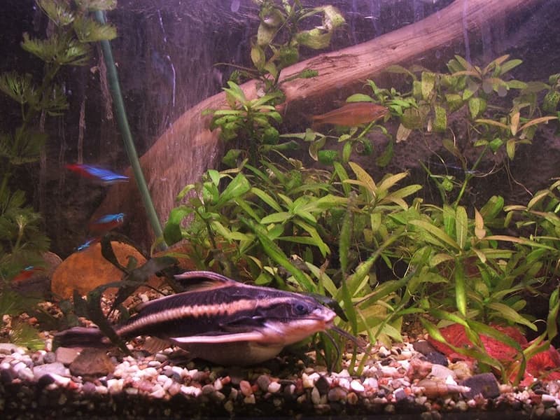 Striped Raphael Catfish (Platydoras armatulus) — photo 3 of 5