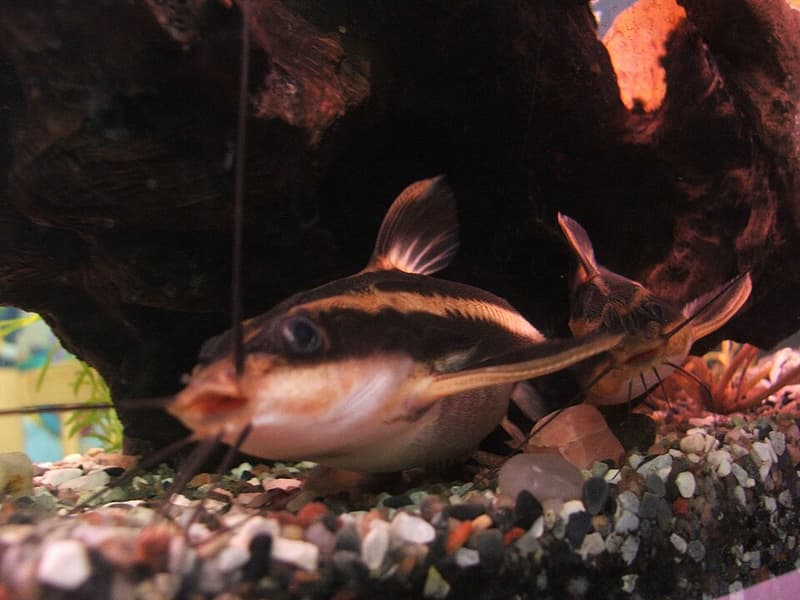 Striped Raphael Catfish (Platydoras armatulus) — photo 4 of 5