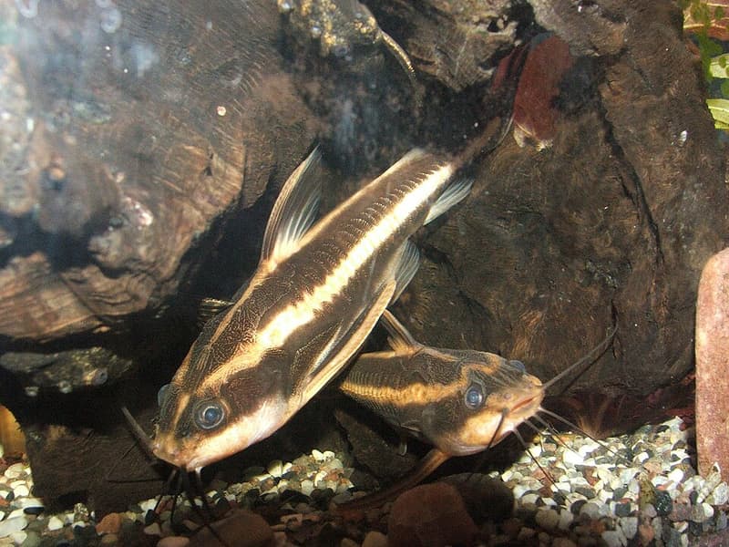 Striped Raphael Catfish (Platydoras armatulus) — photo 5 of 5