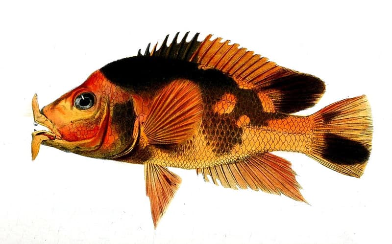 Red Devil Cichlid (Amphilophus labiatus) — photo 1 of 5