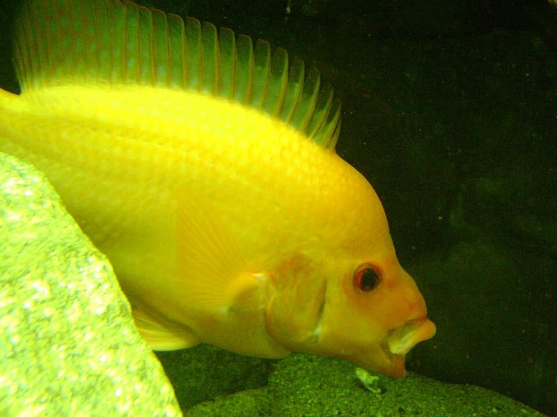 Red Devil Cichlid (Amphilophus labiatus) — photo 2 of 5