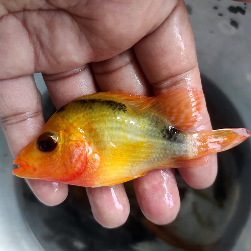 Red Devil Cichlid (Amphilophus labiatus) — photo 3 of 5