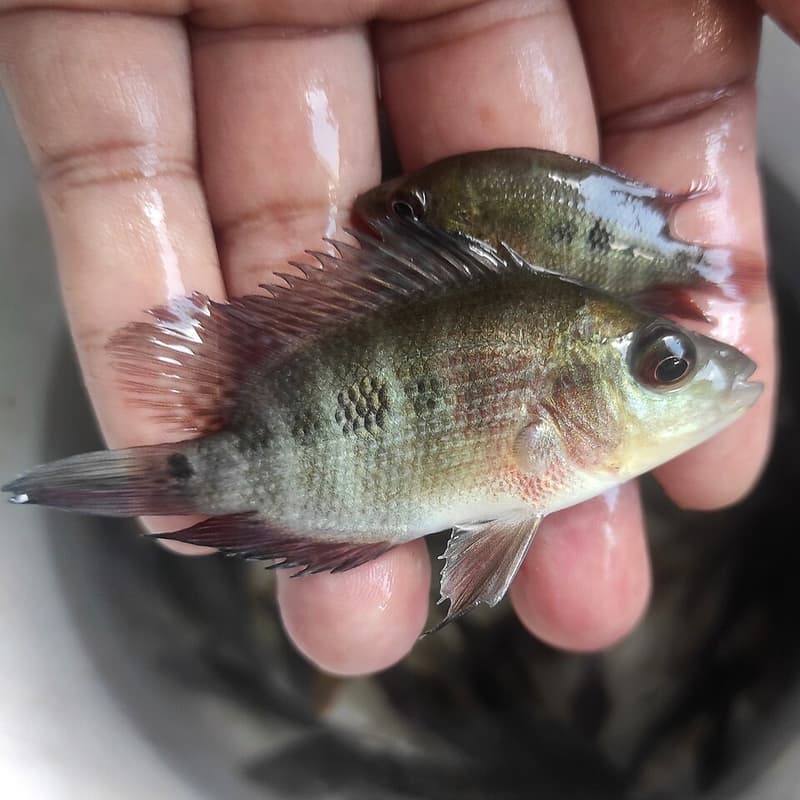 Red Devil Cichlid (Amphilophus labiatus) — photo 5 of 5
